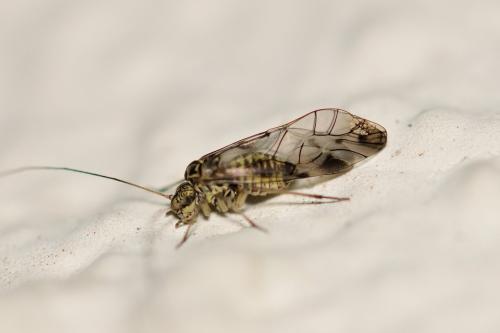 Psococerastis gibbosa